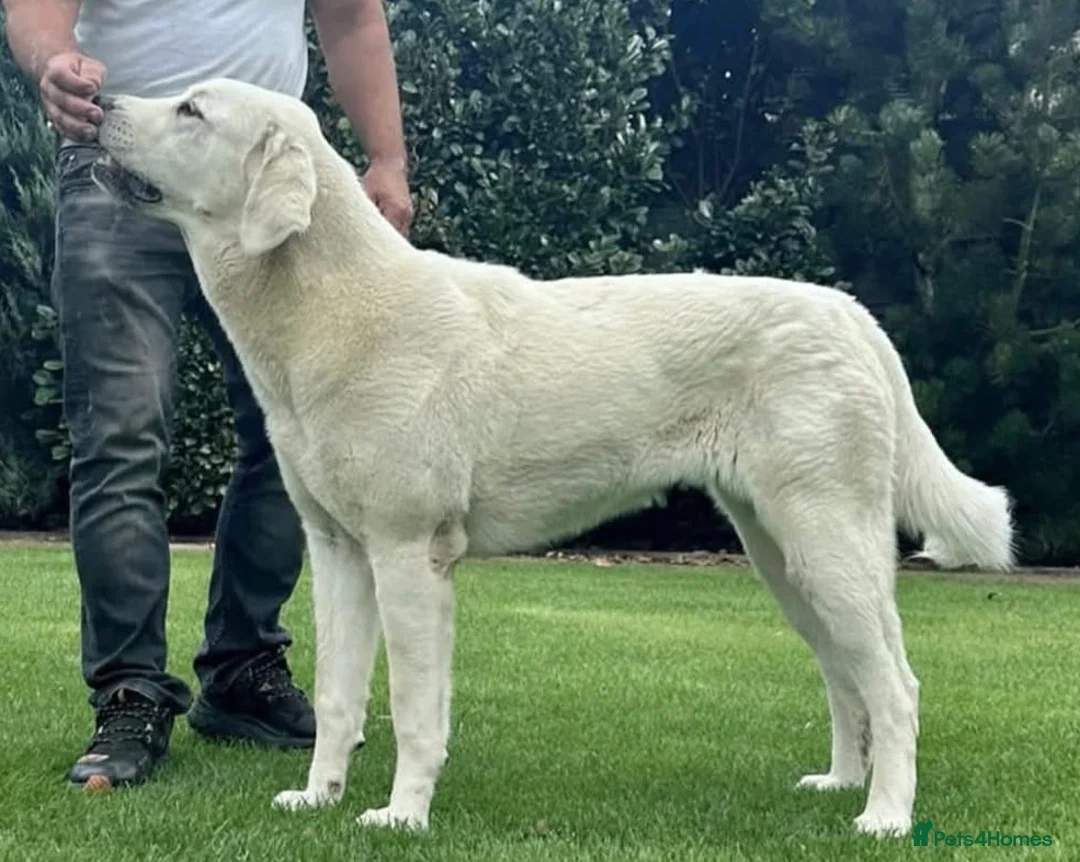 Central Asian Shepherd dogs for stud: Serbia import, amazing structure,  - Advert 1