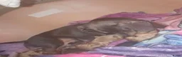 Dachshund dogs for sale: Puppy  in Bolton - Advert 3