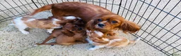 Cavalier King Charles Spaniel dogs for sale: Cavalier King Charles  - Advert 16