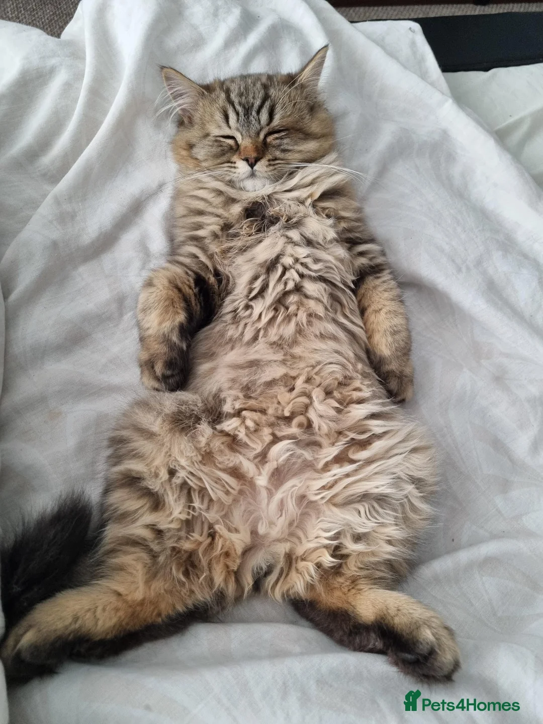 Mixed Breed cats for sale: 3 Persian & British Long hair kitten - Advert 4