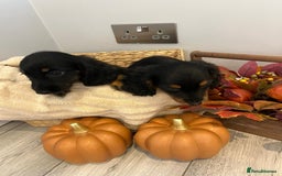 Miniature Dachshund dogs for sale: Beautiful miniature dachshund puppies  - Image 9