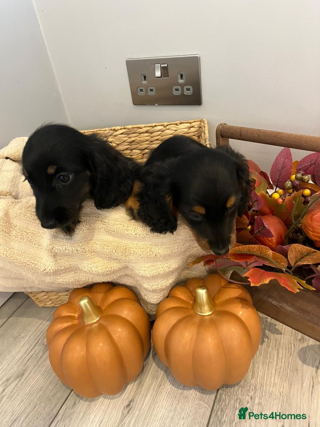 Miniature Dachshund dogs for sale: Beautiful miniature dachshund puppies  - Image 9