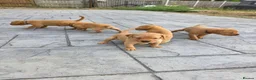 Labrador Retriever dogs for sale: Stunning Chunky KC Registered Red Labrador Puppies - Advert 3