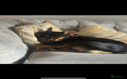 French Bulldog dogs for sale: French bulldog (bear) - Image 4