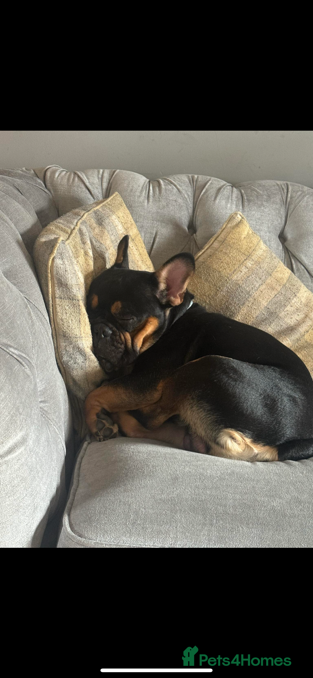 French Bulldog dogs for sale: French bulldog (bear) - Image 4