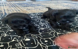 Miniature Schnauzer dogs for sale: KC Registered Black Miniature Schnauzer Pups  - Image 4