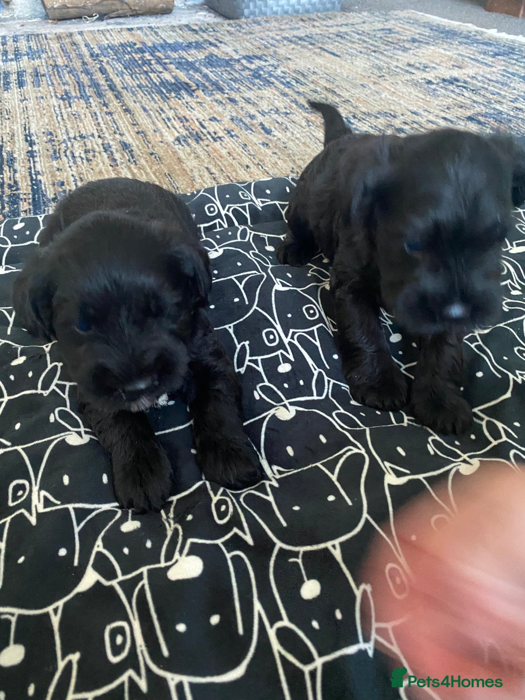 Miniature Schnauzer dogs for sale: KC Registered Black Miniature Schnauzer Pups  - Image 4