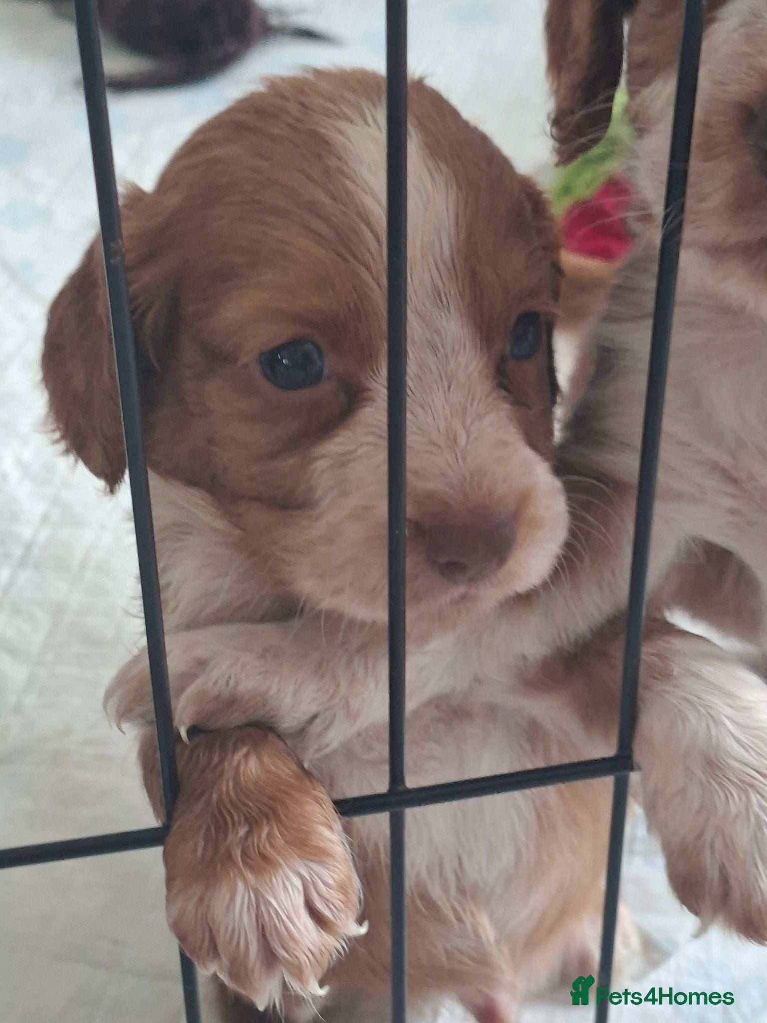 Cocker Spaniel dogs Cocker spaniel puppies  - Advert 2