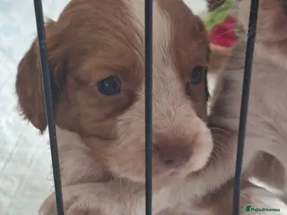 Cocker Spaniel dogs Cocker spaniel puppies - Advert 2