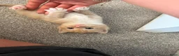 Mixed Breed cats for sale: ginger kittens  in Hailsham - Advert 15