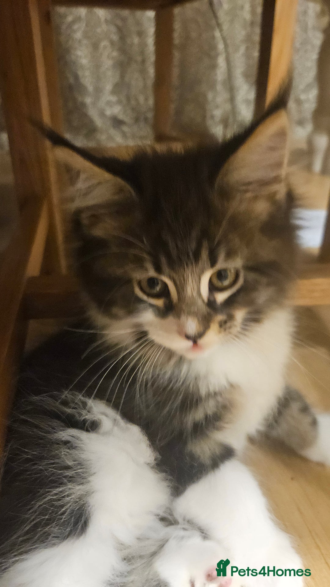 Maine Coon cats for sale: Beautiful Female Mixed Maine Coon kittens - Advert 33