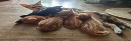 Mixed Breed cats for sale: Cute kittens looking for a new home  - Advert 30