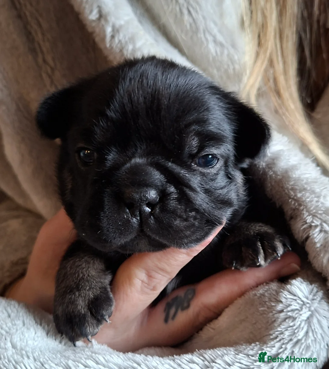 French Bulldog dogs for sale: 5 french bulldog  fluffy - Advert 2