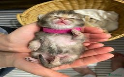 British Shorthair cats for sale: Chunky British shorthair  - Advert 19