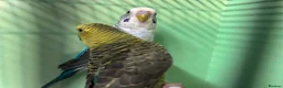 Budgerigars birds for sale: Black wing split to bf/bw pair - Advert 3
