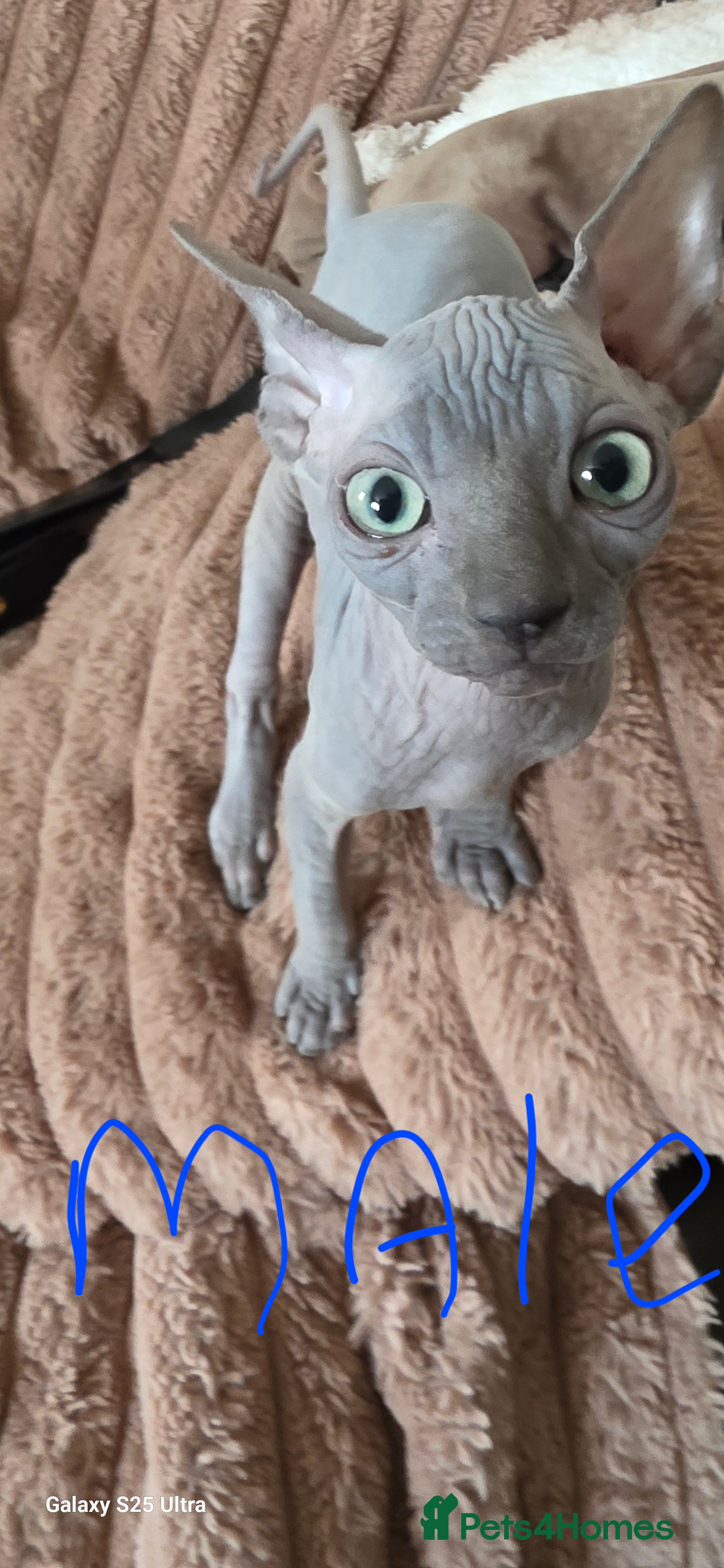 Sphynx cats Beutiful sphynx Kittens  - Advert 2