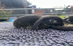 Mini Lop rabbits for sale: Female mini lops  - Image 16