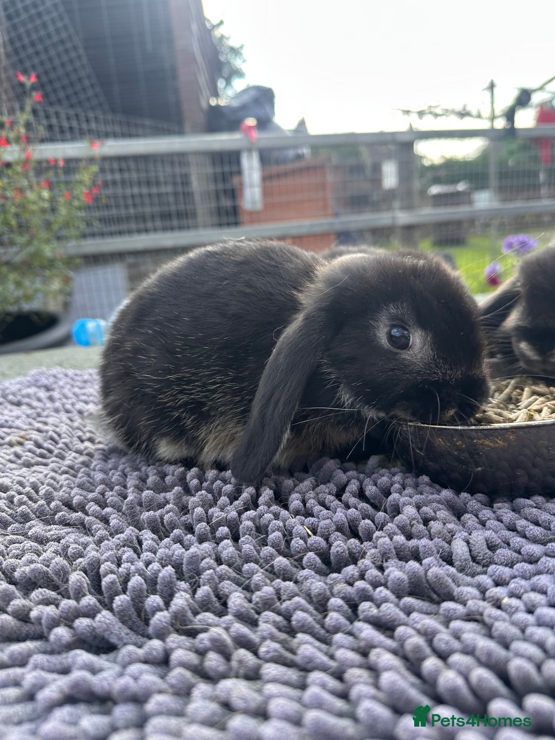 Mini Lop rabbits for sale: Female mini lops  - Image 16