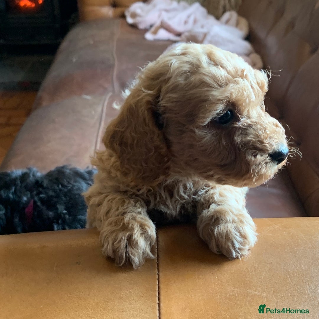 Cockapoo dogs for sale: Cute as Buttons! Cockapoo Puppies for Sale - Image 2