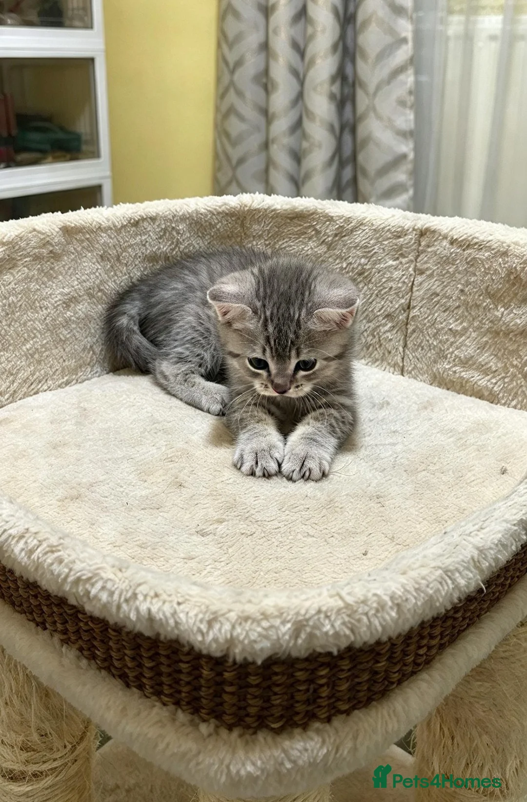 British Shorthair cats for sale: Lovely British shorthair kittens 😸  - Advert 2