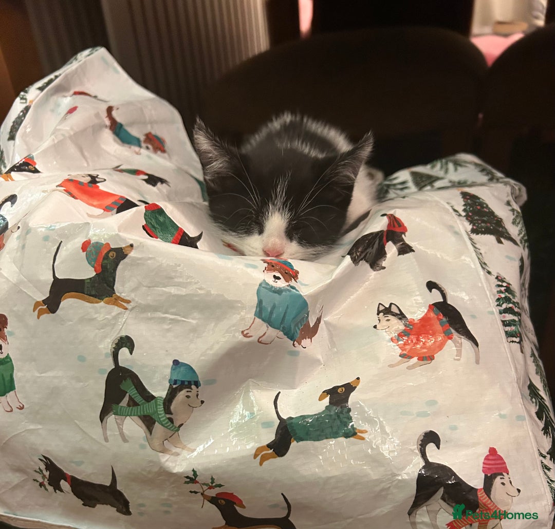 Mixed Breed cats for sale: Five kittens adorable for sale  - Advert 6