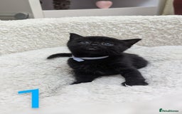 European cats for sale: 5 European shorthair kittens  - Image 2
