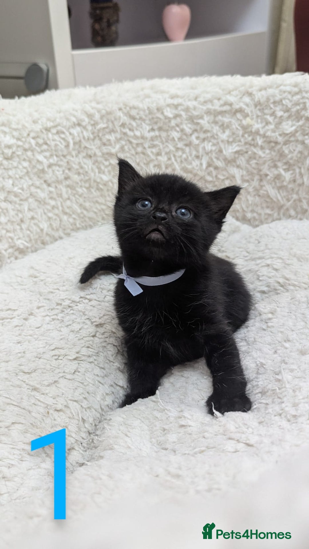 European cats for sale: 5 European shorthair kittens  - Image 2