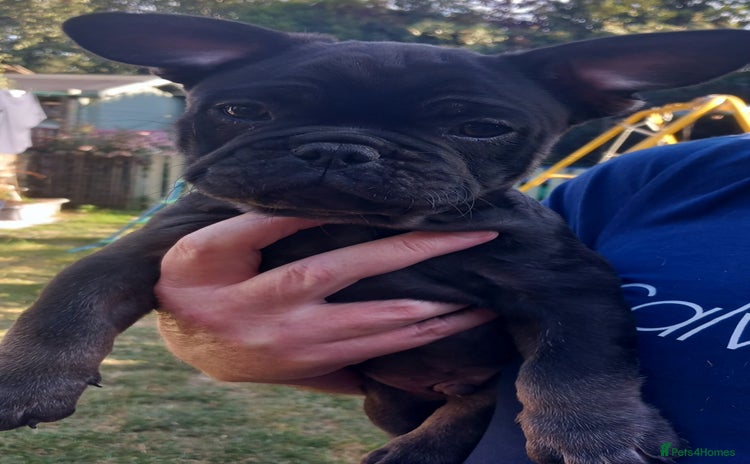 French Bulldog dogs - Advert 11