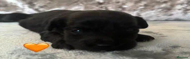 Jackapoo 6