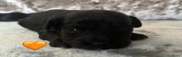 Jackapoo dogs for sale: Jackapoo Puppies in Peterborough - Advert 5