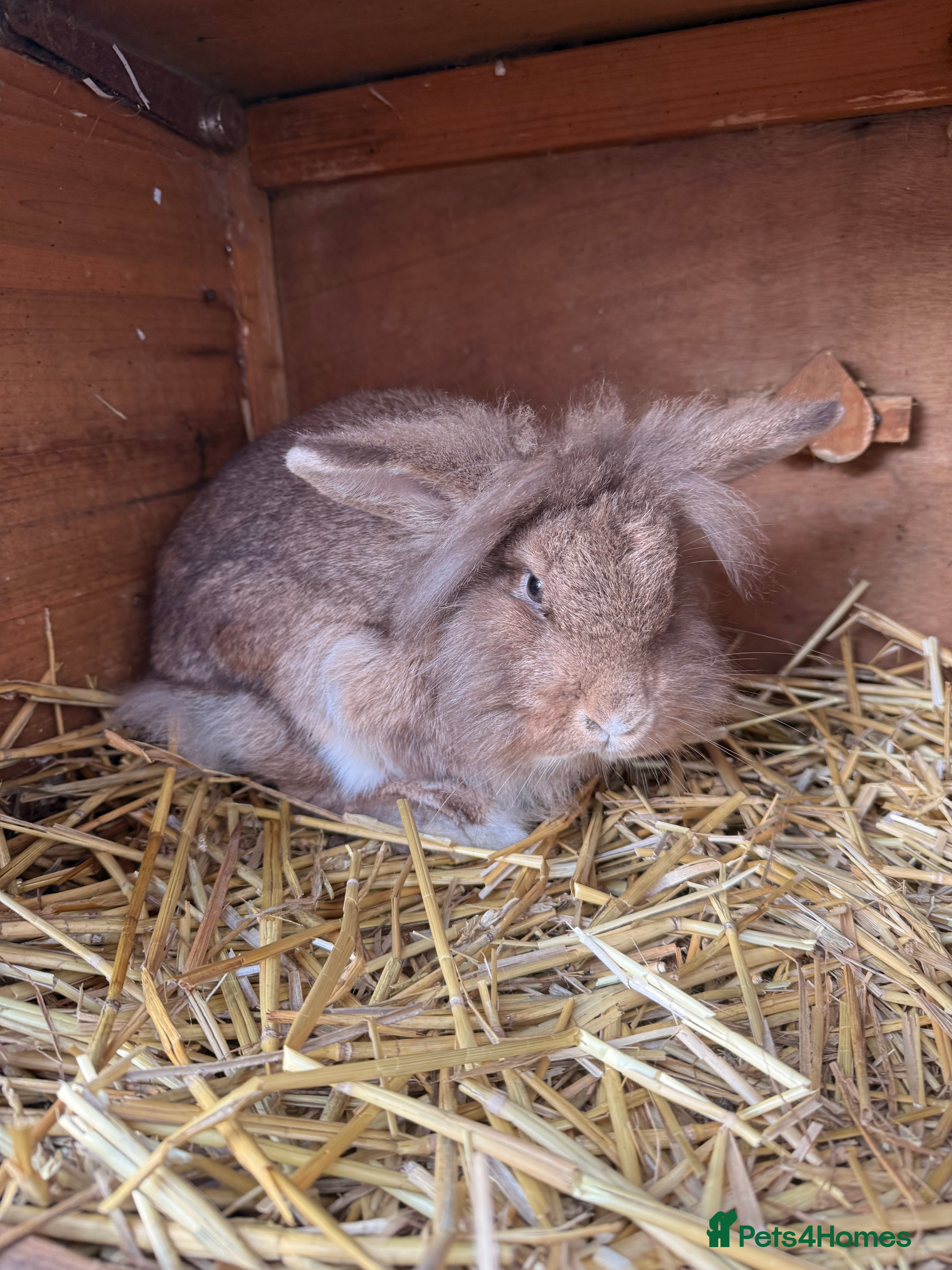 Lionhead rabbits Mr loopy  - Advert 1