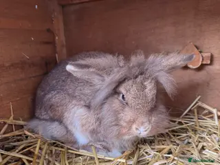Lionhead rabbits Mr loopy - Advert 4