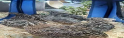 Quail poultry for sale: Female japanese quail - Advert 2