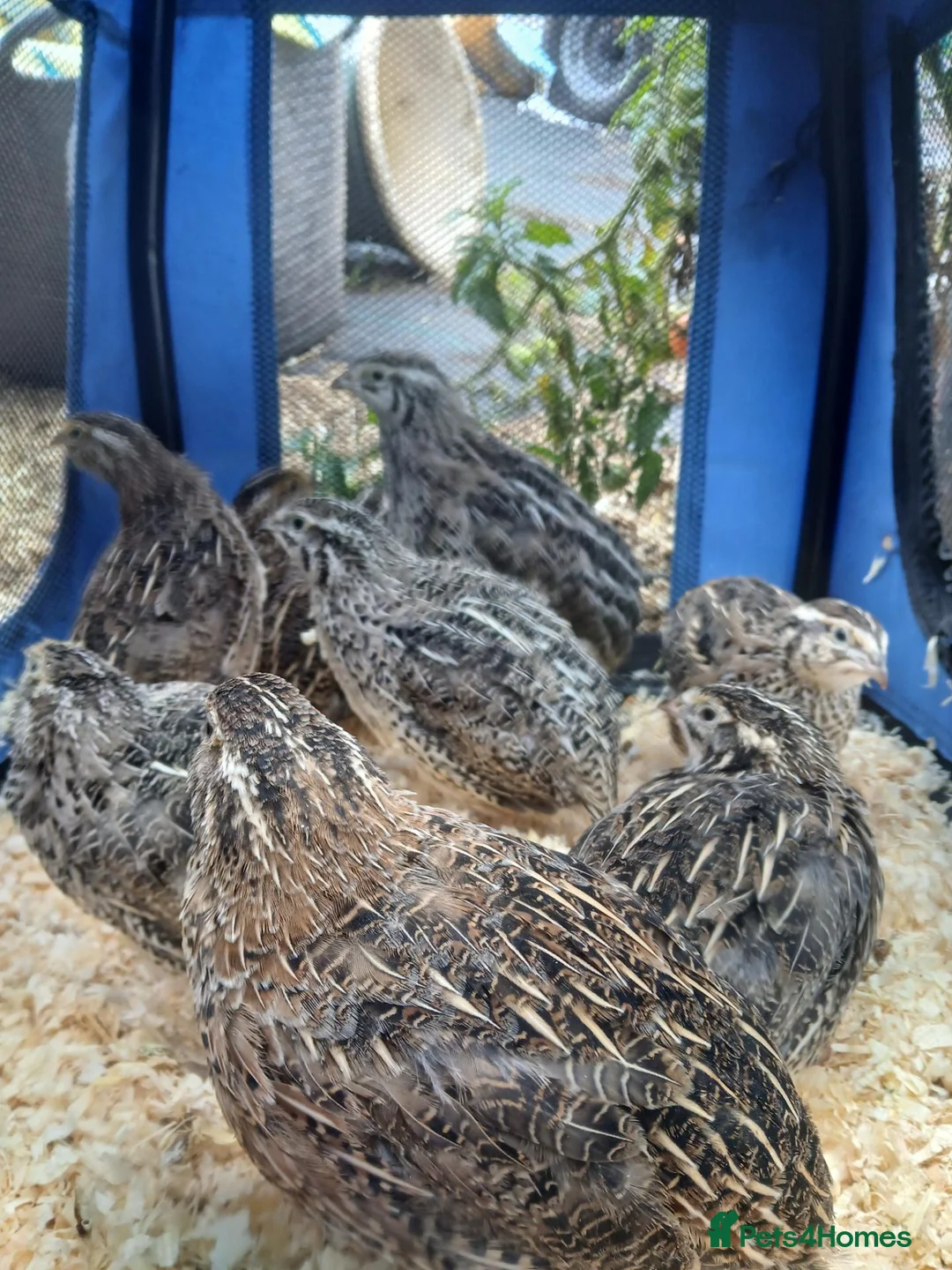 Quail poultry for sale: Female japanese quail - Advert 2