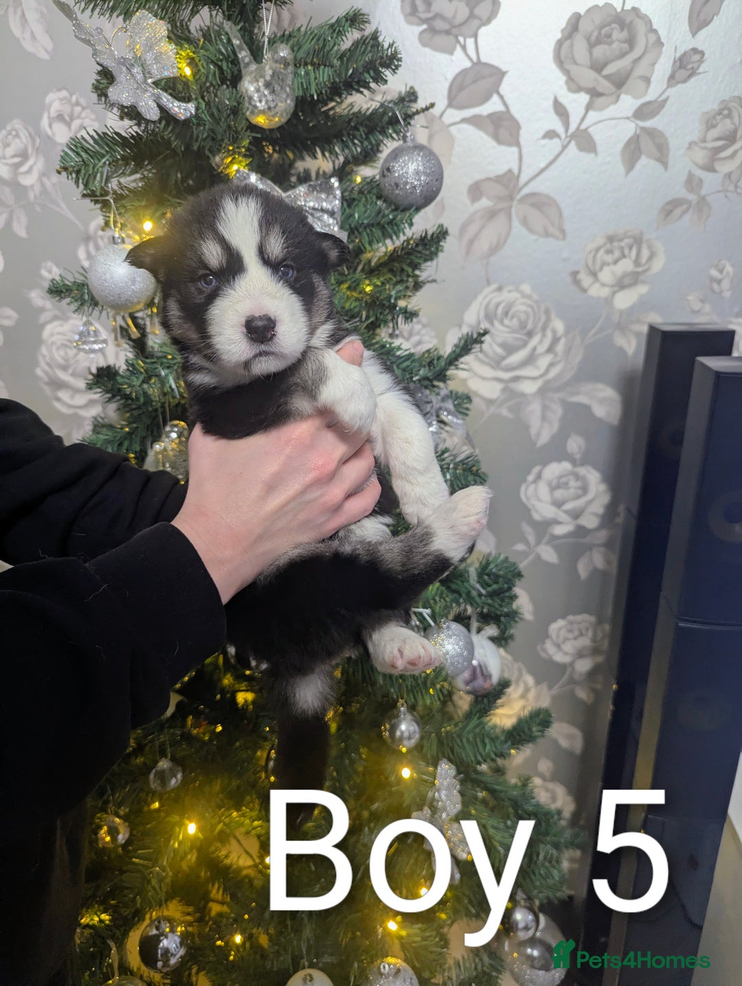 Siberian Husky dogs for sale: Stunning Siberian Husky Puppies for Sale 🐾 - Advert 5