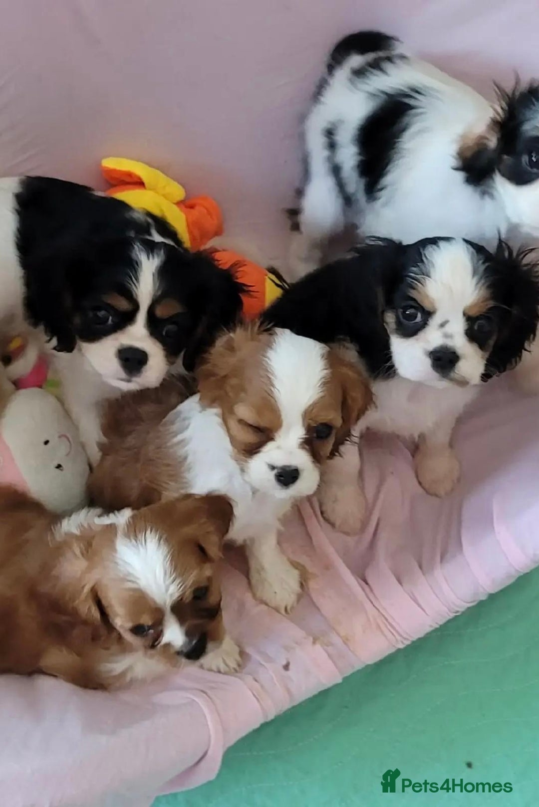 Cavalier King Charles Spaniel dogs for sale: Treated Cavalier king charles puppies   - Advert 3