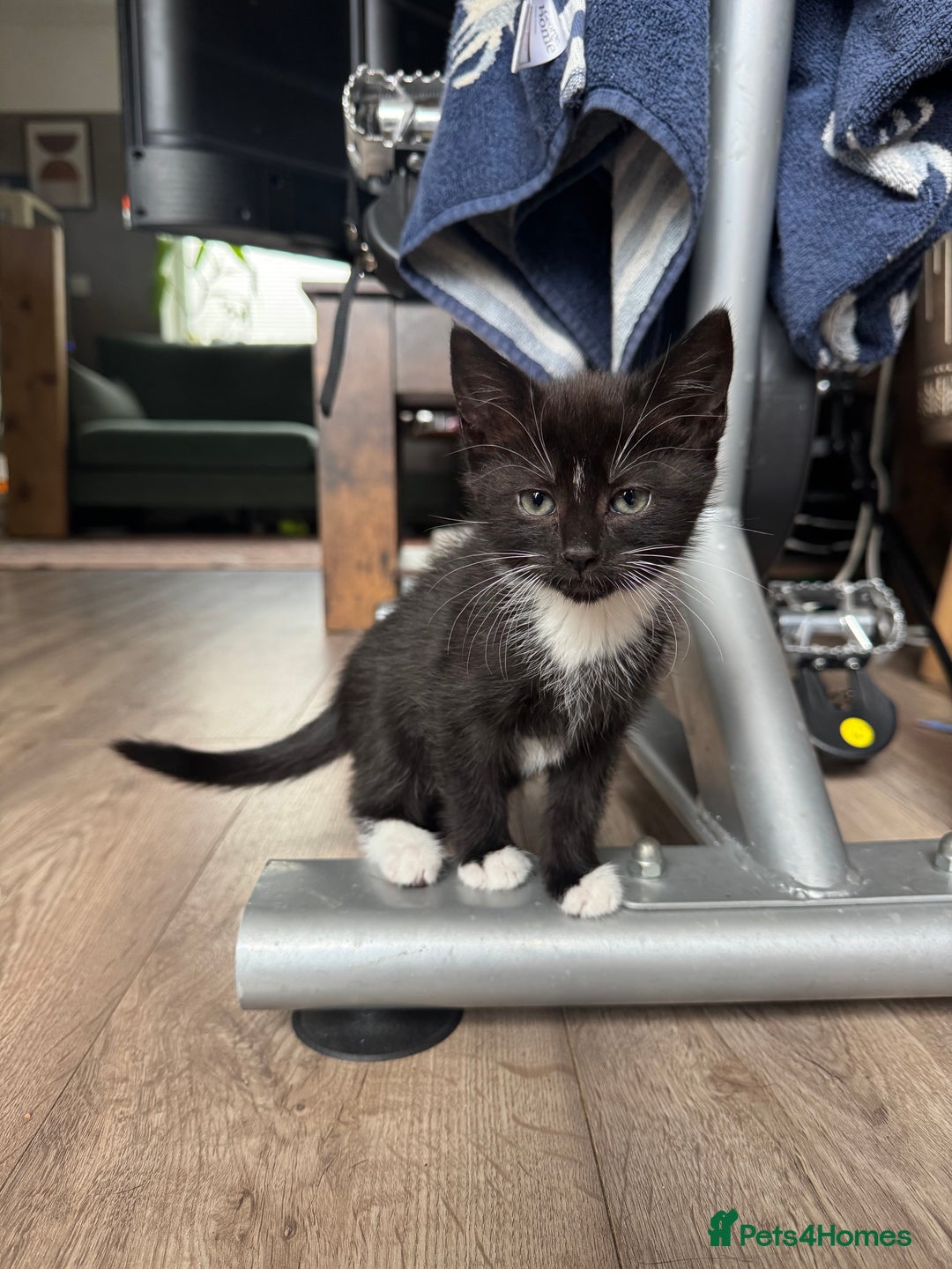 Domestic Shorthair cats for sale: Adorable little litter ❤️ - Image 2