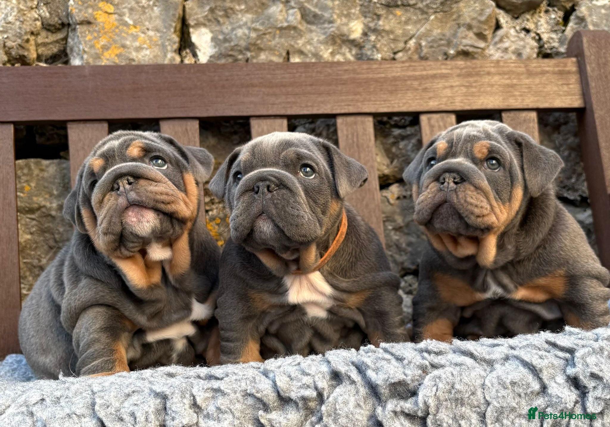 English Bulldog dogs Ready Friday! KC reg English bulldog puppies  - Advert 5