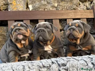 English Bulldog dogs Ready Friday! KC reg English bulldog puppies - Advert 5