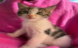 Maine Coon cats for sale: Beautiful Maine Coon Cross Kittens  - Image 3