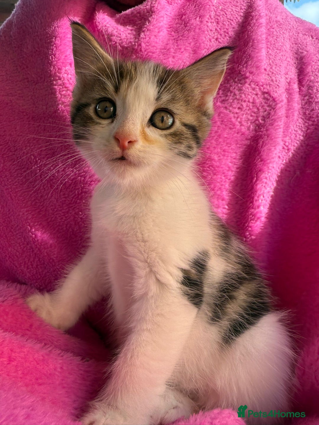 Maine Coon cats for sale: Beautiful Maine Coon Cross Kittens  - Image 3