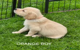 Golden Retriever dogs for sale: KC GOLDEN RETRIEVER PUPPIES  - Image 19