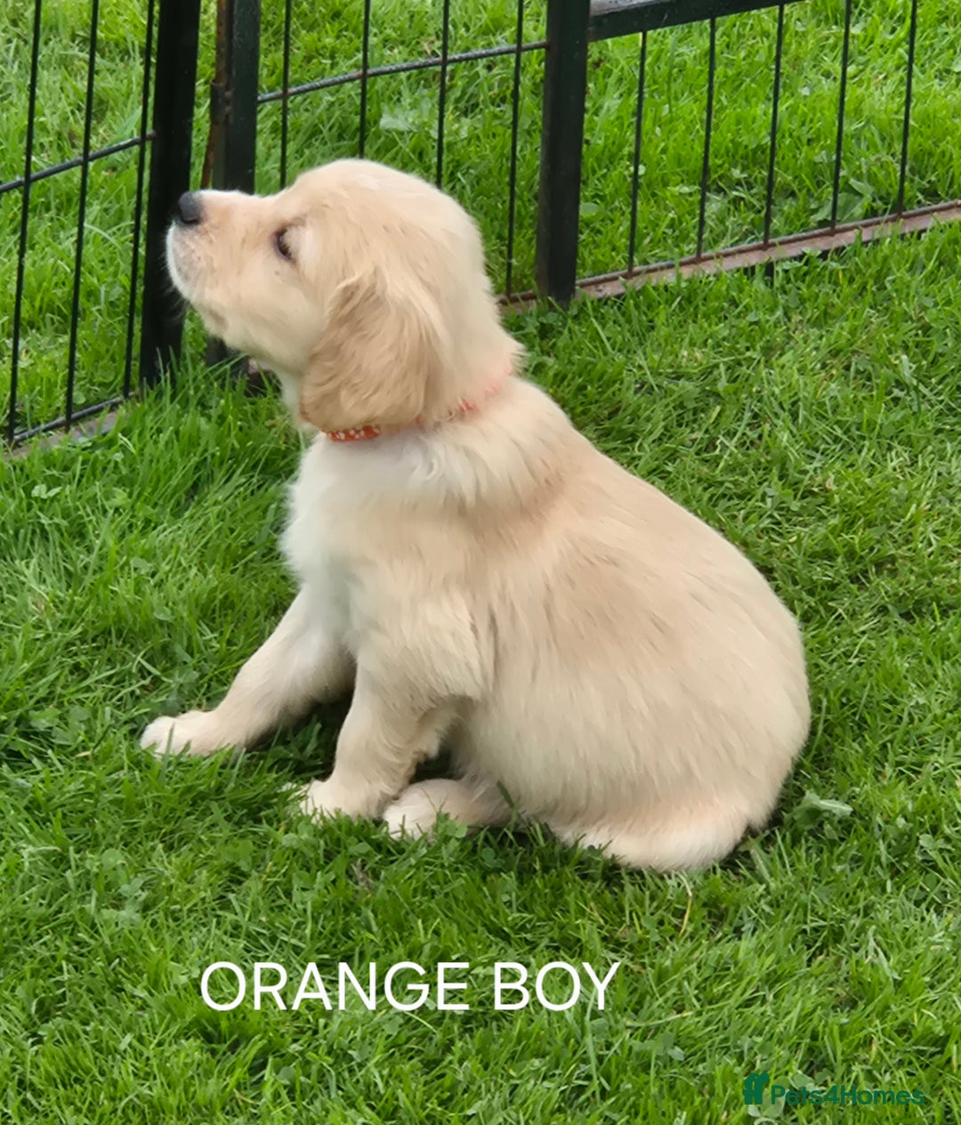 Golden Retriever dogs for sale: KC GOLDEN RETRIEVER PUPPIES  - Image 19