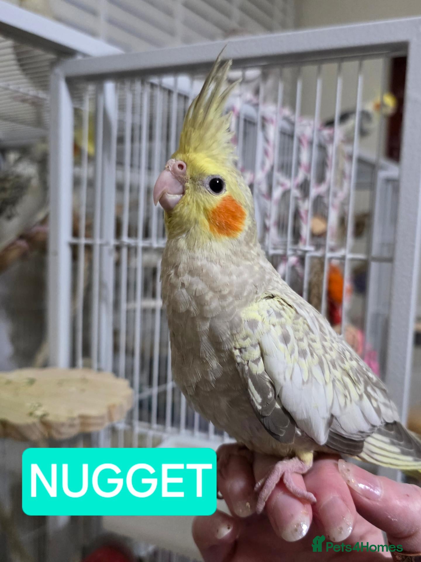 Cockatiels birds 8 week old female cockatiels - Advert 3