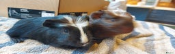 Guinea Pig rodents for sale: Beautiful baby Guinea pigs  - Advert 2