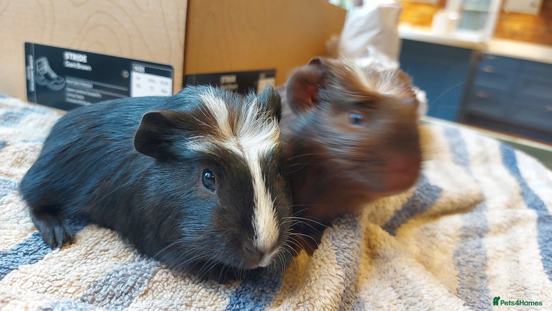 Guinea Pig rodents for sale: Beautiful baby Guinea pigs  - Advert 2