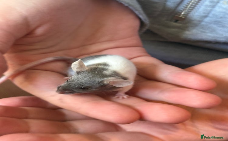 Mouse rodents in Honiton - Advert 5