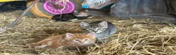 Mixed Breed cats for sale: Farm kittens looking for homes  - Advert 3