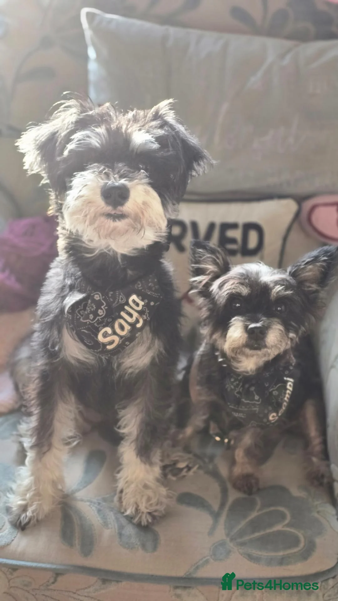 Miniature Schnauzer dogs for sale: Saya my beautiful 2 year old in Cardiff - Advert 2