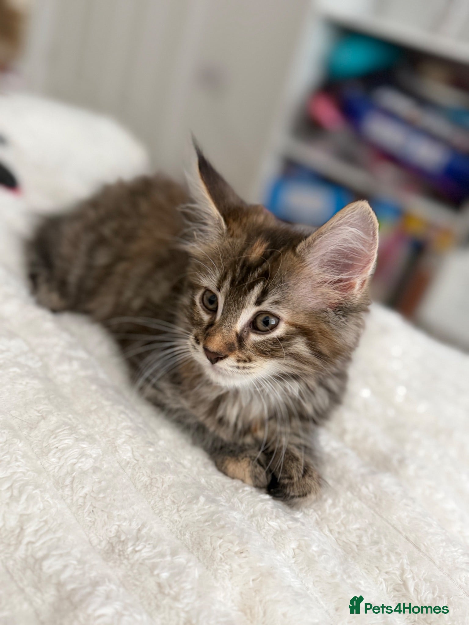 Mixed Breed cats Female kitten- ready for forever home now 🤍 - Advert 5